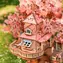 Robotime Sakura Treehouse / Drewniana układanka 3D / 535 elementów / drewno / wysoki poziom trudności / od 14 lat