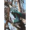Makita DUP181Z / Sekator akumulatorowy / Zakres cięcia 30 mm / 18 V / Li- ION / bez akumulatora i ładowarki