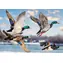 Puzzle Trefl Premium PLUS Lot Dzikich Kaczek / 1000 elementów / 68,3 x 48 cm