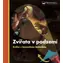 Svojtka i spółka Zwierzęta w podziemiach Książka z magiczną latarką / od 3 lat