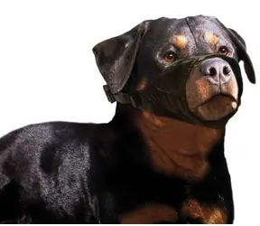 Karlie Dog kaganiec nylonowy XL / obwód pyska 29cm