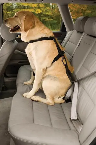 Kurgo Seatbelt Tether czarny / Pas samochodowy bezpieczeństwa dla psów z pętlą 