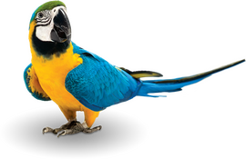 Ptaki